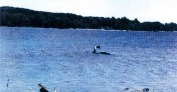 A grainy color photograph across choppy open water toward a low wooded shoreline: a dark
      object breaking the surface in the middle distance, throwing white water around it, with a pale
      patch high on the part standing clear.