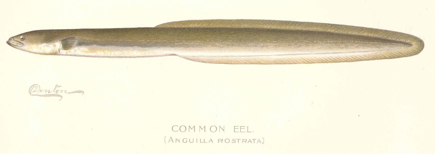 A chromolithograph of a common eel, olive-brown above and pale below, seen from the
              side; signed Denton and captioned Common Eel, Anguilla rostrata.