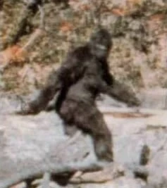 A grainy color film frame: a large dark figure covered in hair, walking upright across a
      gravel bar with fallen timber in front of it, turning its head back over its right shoulder
      toward the camera.