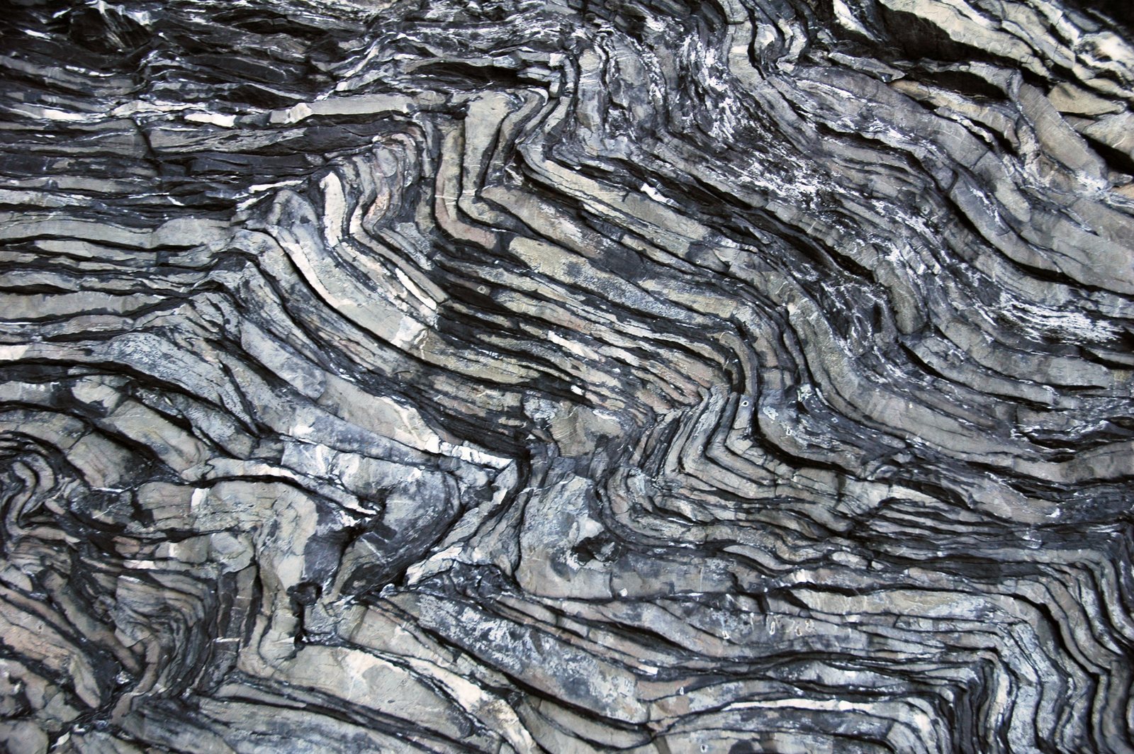 Thin gray and white layers of rock folded into tight waves, filling the frame