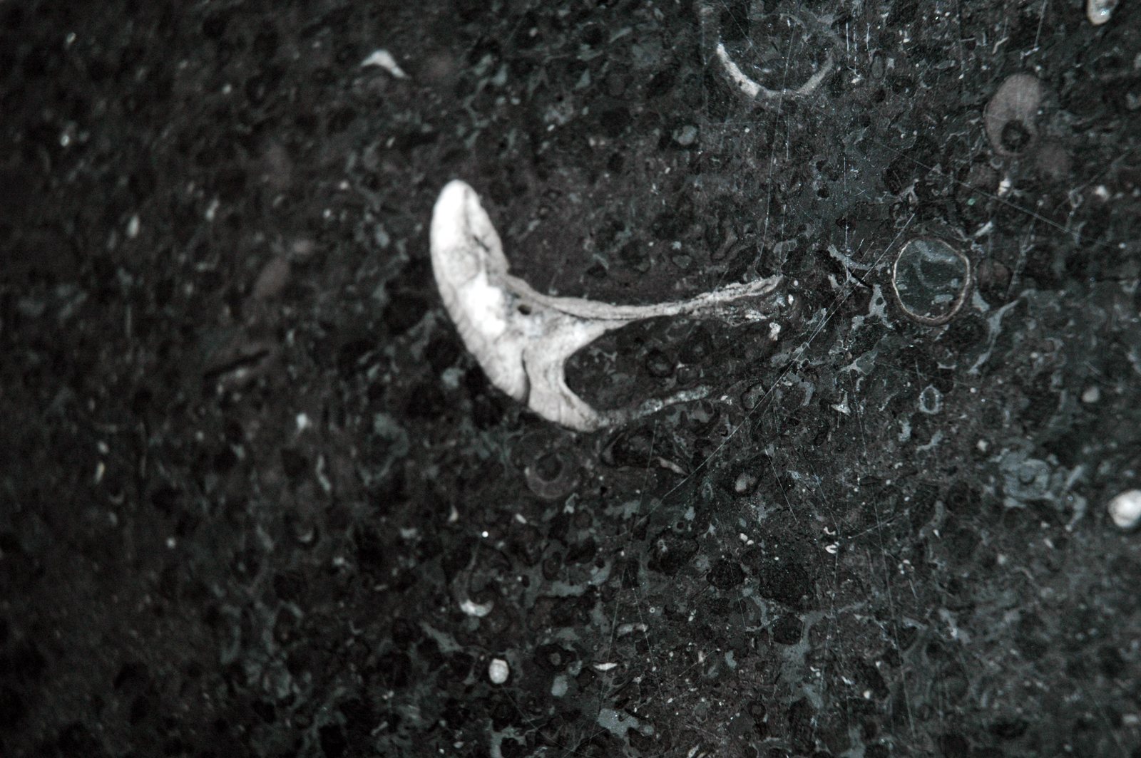 A polished black limestone surface with a pale coiled snail shell about the size of a hand cut through it